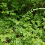 Poa nemoralis Fruit