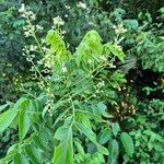 Clausena anisata Blüte