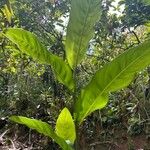 Alpinia galanga Leaf