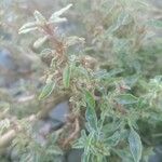 Amaranthus blitoides Folla