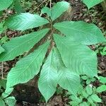 Asimina triloba Fuelha