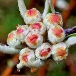 Pyrus salicifolia Flower