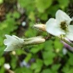 Pseudoturritis turrita Floare