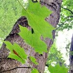 Acer saccharum 葉
