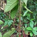Antidesma laciniatum Лист
