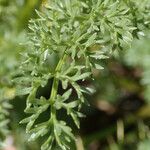 Ligusticum ferulaceum Blad