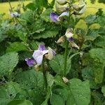 Crotalaria verrucosaFolha