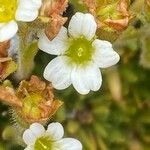 Saxifraga muscoides