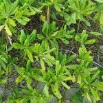 Scaevola taccada Leaf