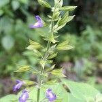 Salvia personata