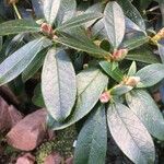 Rhododendron maddenii Leaf