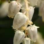 Leucothoe davisiae Fiore