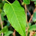 Fallopia baldschuanica Levél