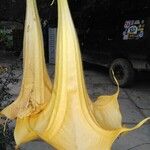 Brugmansia × candida Övriga