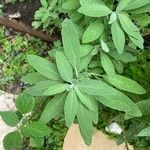 Salvia fruticosa 葉