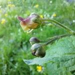 Scrophularia alpestris Blomst