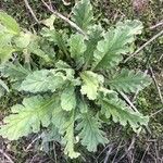 Verbascum sinuatum List