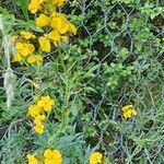 Erysimum odoratum 花