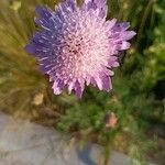 Scabiosa atropurpureaപുഷ്പം