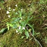 Houstonia longifolia Pokrój