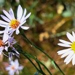 Tripolium pannonicum Flower