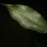 Hirtella bicornis Лист