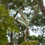 Pentaclethra eetveldeana Fruit