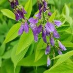 Galega orientalis Lorea