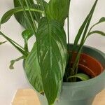 Spathiphyllum floribundum 葉