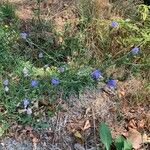 Cichorium endiviaFlower