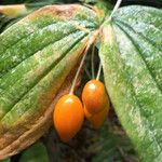 Prosartes smithii Fruto