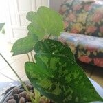 Caladium bicolor Leaf