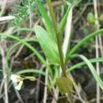 Arabis soyeri Leaf