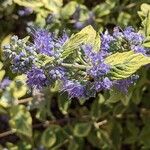 Caryopteris × clandonensisFlors