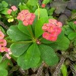 Euphorbia miliiBloem