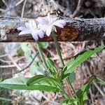 Epilobium roseum Habit