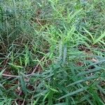 Polygonatum verticillatum Deilen