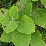 Viburnum lantanaLeaf