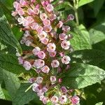 Buddleja albiflora Кветка