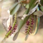 Bulbophyllum falcatum Frukto