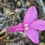 Lobelia holstii Flower
