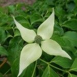 Cornus kousaFiore