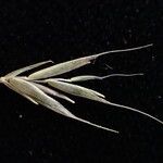 Festuca polycolea Fruit