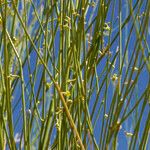 Leptadenia pyrotechnica Hoja