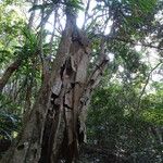 Dracaena steudneri Rinde