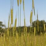 Triticum monococcum 形态