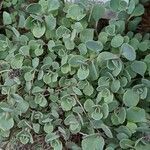 Sedum cauticola ഇല