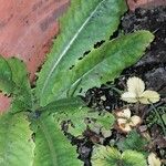 Lactuca virosa Leaf