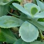 Kalanchoe marmorata Ліст