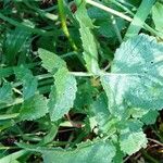 Raphanus raphanistrum Leaf